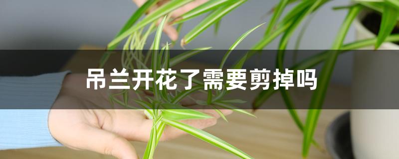 吊兰开花了需要剪掉吗