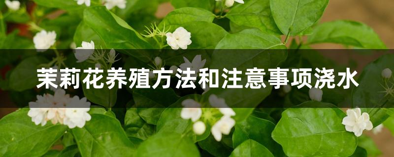 茉莉花养殖方法和注意事项浇