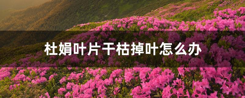 杜鹃叶片干枯掉叶怎么办