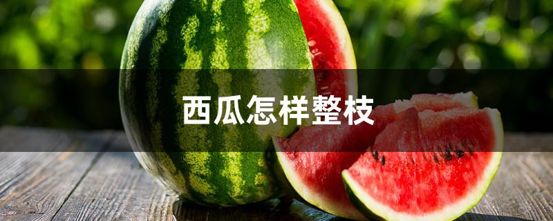 西瓜怎样整枝