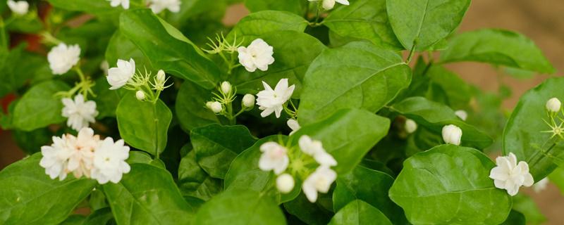 茉莉花种植方法与技巧，刚买的茉莉怎么移栽