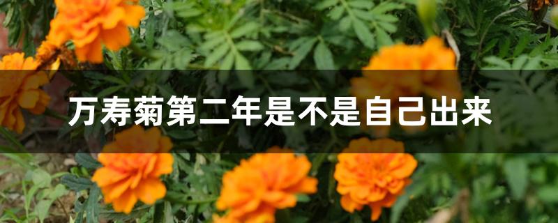 万寿菊第二年是不是自己出来 万寿菊第二年是不是自己出来