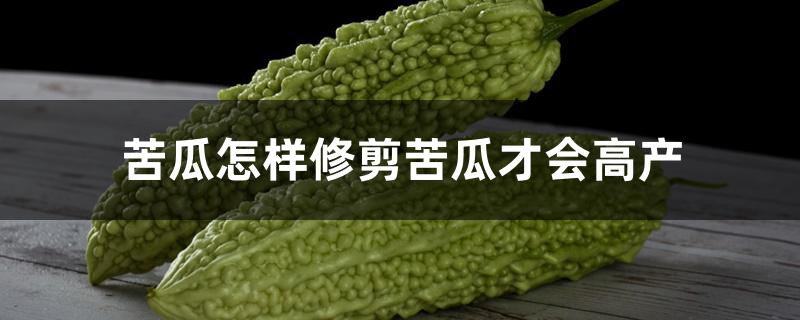 苦瓜怎样修剪苦瓜才会高产 苦瓜怎样修剪苦瓜才会高产