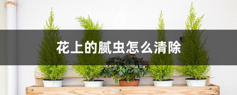 花上的腻虫怎么清除