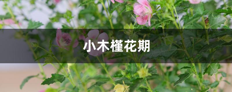 小木槿花期