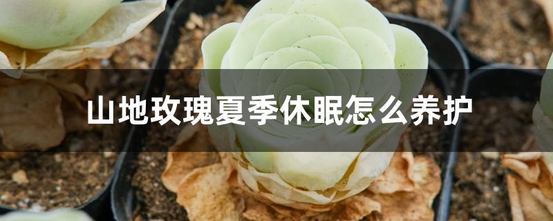 山地玫瑰夏季休眠怎么养护 山地玫瑰夏季休眠怎么养护