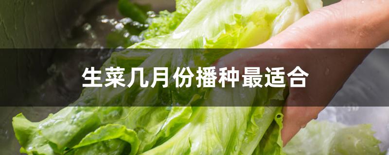 生菜几月份播种最适合