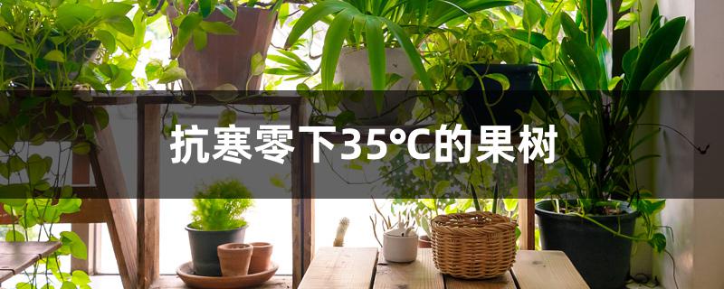 抗寒零下35℃的果树