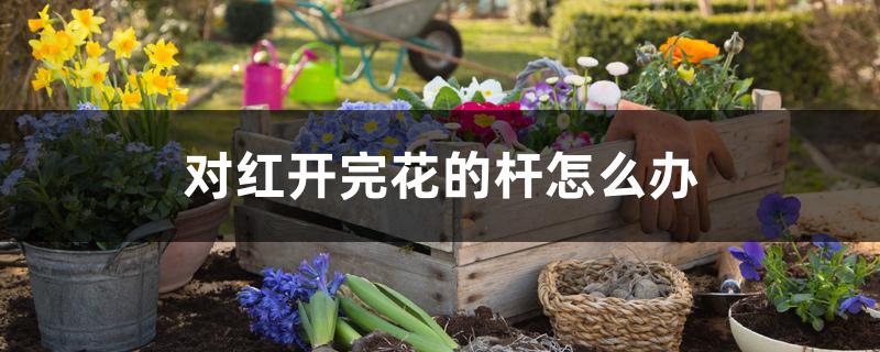 对红开完花的杆怎么办