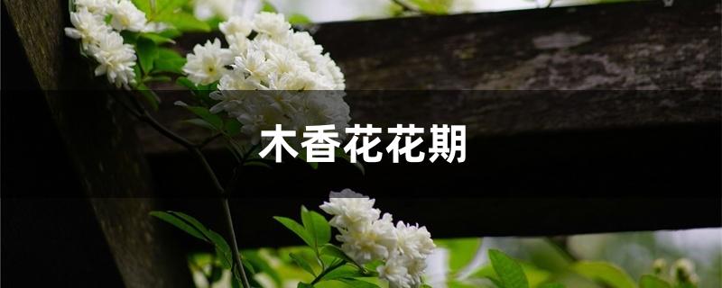 木香花花期