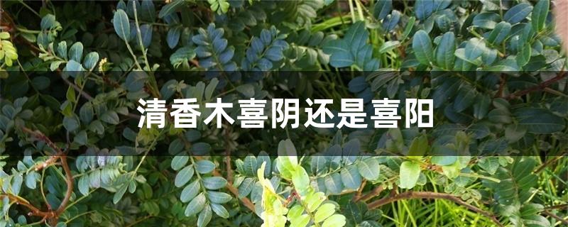 清香木喜阴还是喜阳