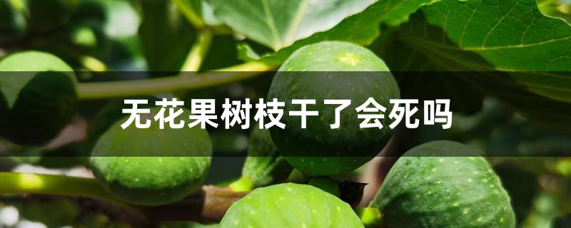 无花果树枝干了会死吗