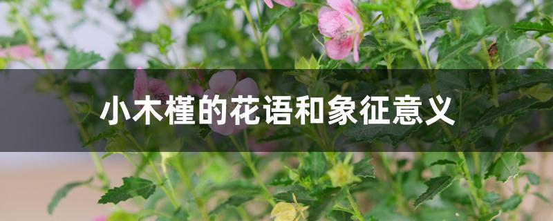 小木槿的花语和象征意义