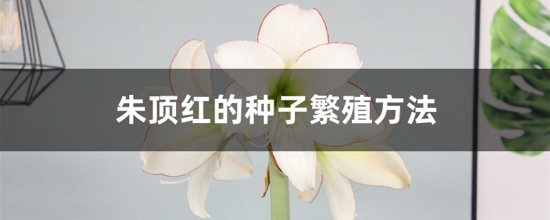 朱顶红的种子繁殖方法