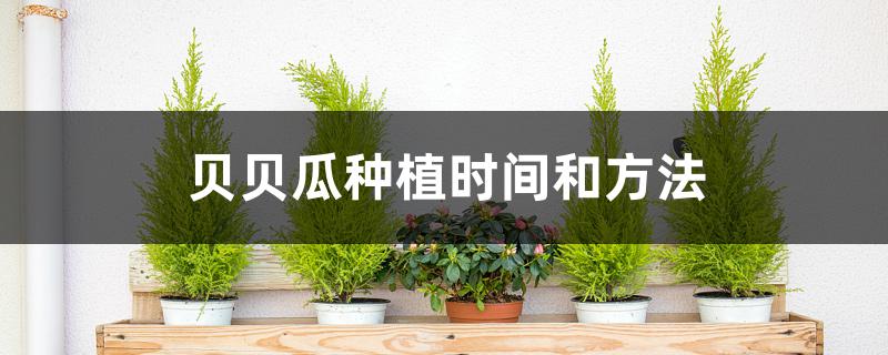 贝贝瓜种植时间和方法