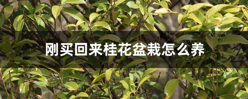 刚买回来桂花盆栽怎么养