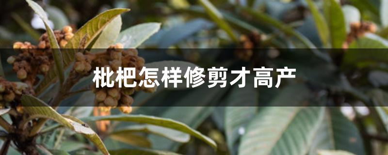 枇杷怎样修剪才高产