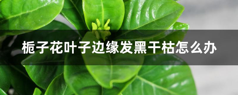 栀子花叶子边缘发黑干枯怎么办