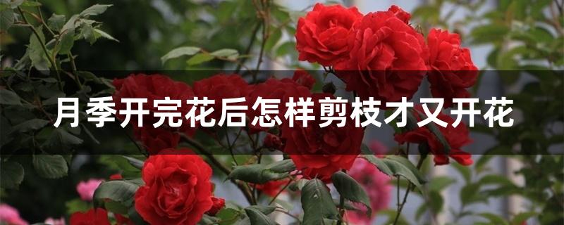 月季开完花后怎样剪枝才又开花