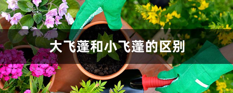 大飞蓬和小飞蓬的区别