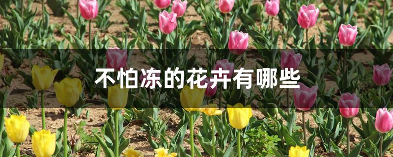 不怕冻的花卉有哪些 不怕冻的花卉有哪些
