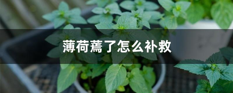 薄荷蔫了怎么补救