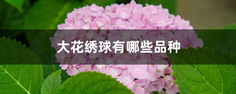 大花绣球有哪些品种 大花绣球有哪些品种