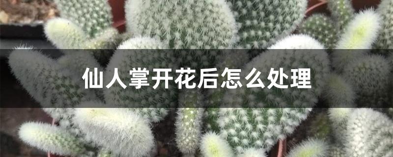 仙人掌开花后怎么处理