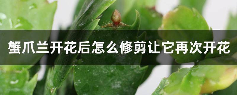 蟹爪兰开花后怎么修剪让它再次开花