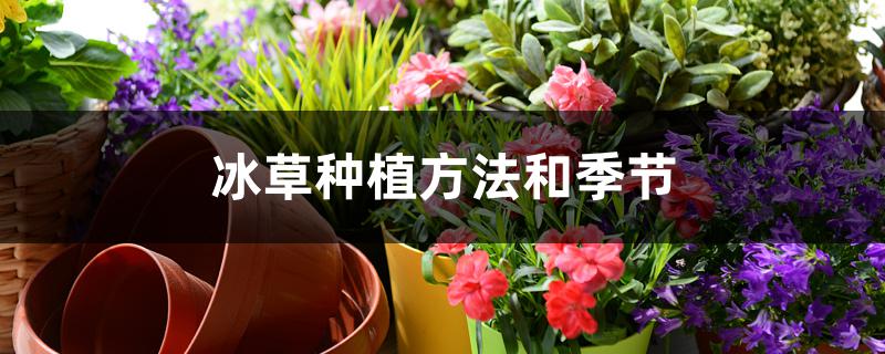 冰草种植方法和季节 冰草种植方法和季节