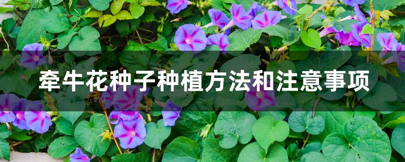 牵牛花种子种植方法和注意事项