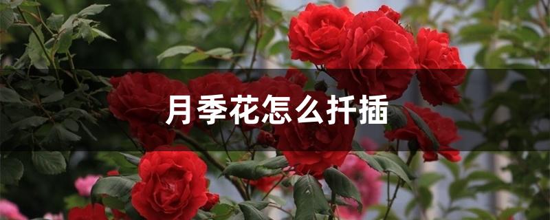 月季花怎么扦插