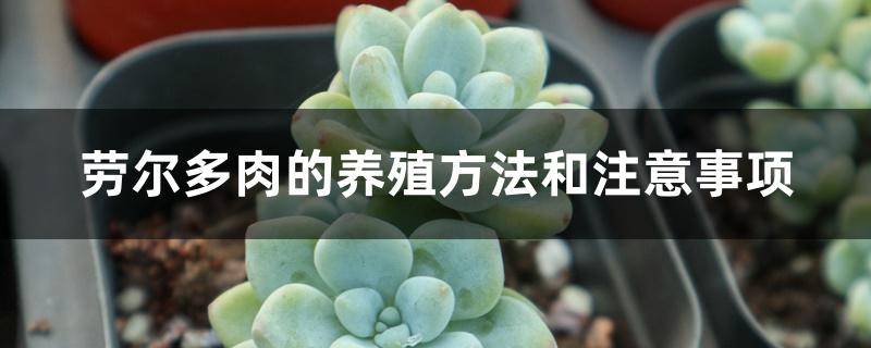 劳尔多肉的养殖方法和注意事项 劳尔多肉的养殖方法和注意事项