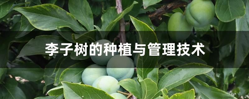 李子树的种植与管理技术