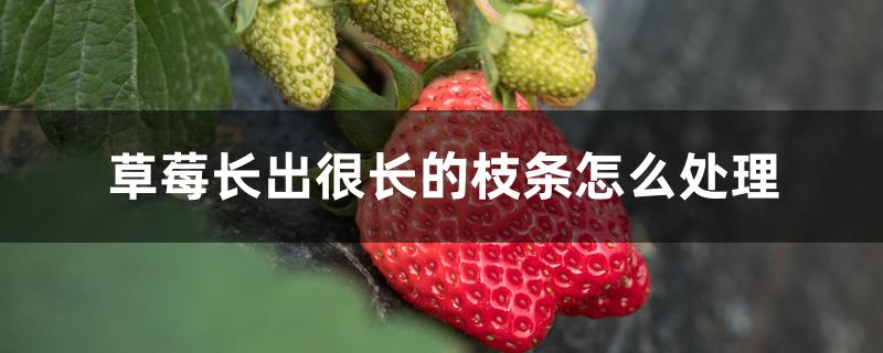 草莓长出很长的枝条怎么处理