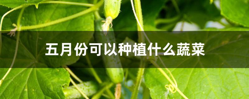 五月份可以种植什么蔬菜