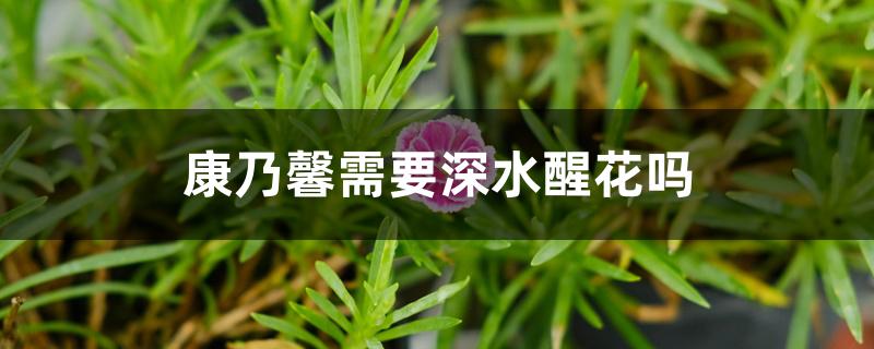 康乃馨需要深水醒花吗