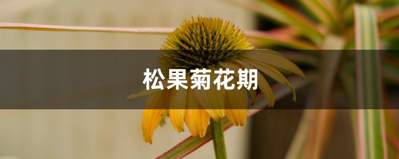 松果菊花期