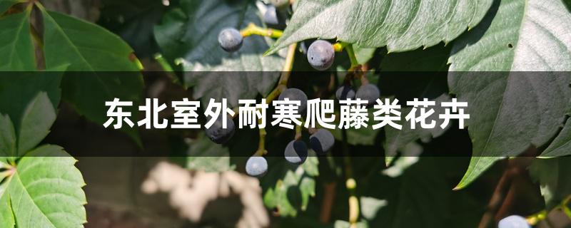 东北室外耐寒爬藤类花卉