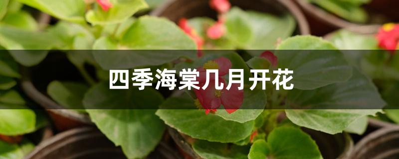 四季海棠几月开花