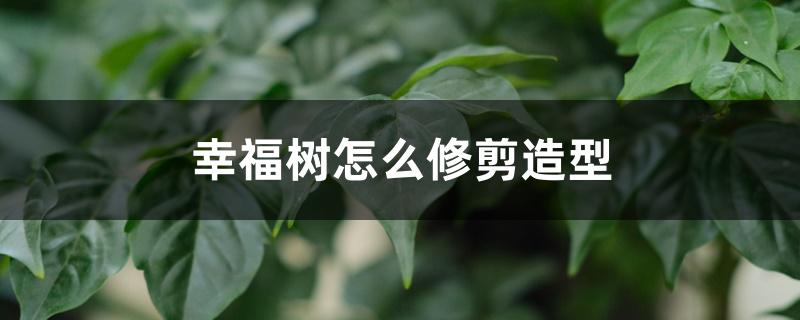 幸福树怎么修剪造型