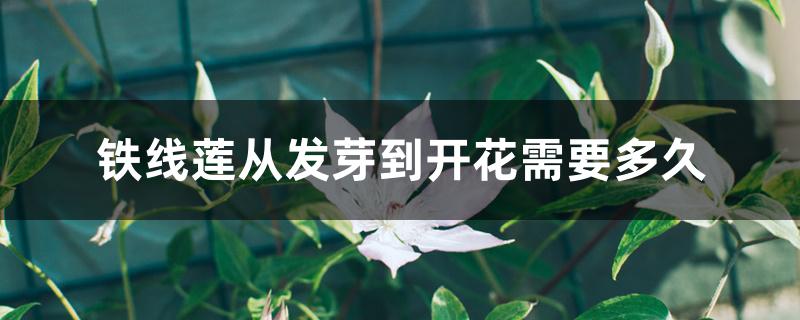 铁线莲从发芽到开花需要多久