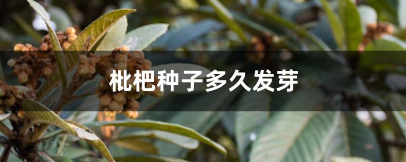 枇杷种子多久发芽