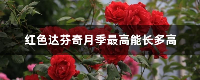 红色达芬奇月季最高能长多高