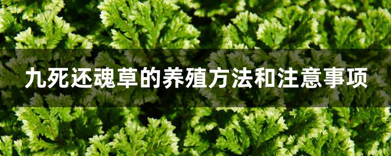 九死还魂草的养殖方法和注意事项