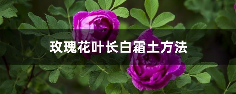 玫瑰花叶长白霜土方法