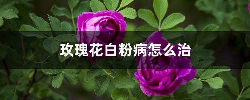 玫瑰花白粉病怎么治