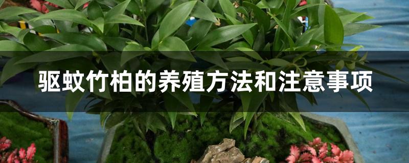 驱蚊竹柏的养殖方法和注意事项