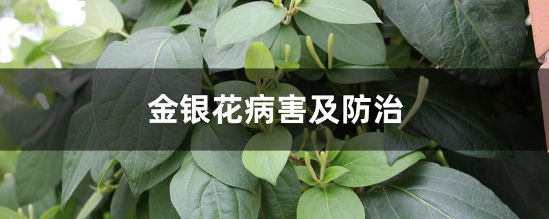 金银花病害及防治