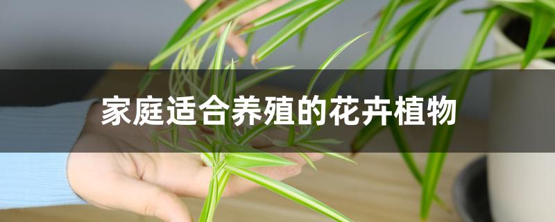 家庭适合养殖的花卉植物